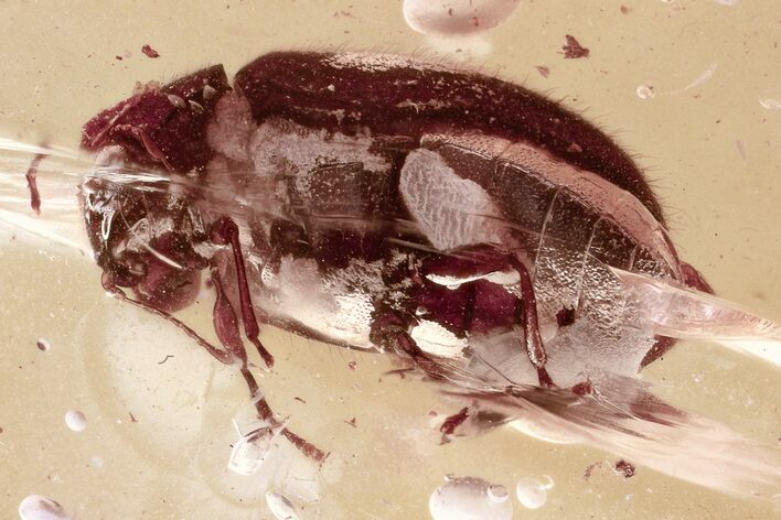 Detailed Fossil Beetle (Ptinidae) in Baltic Amber #325387